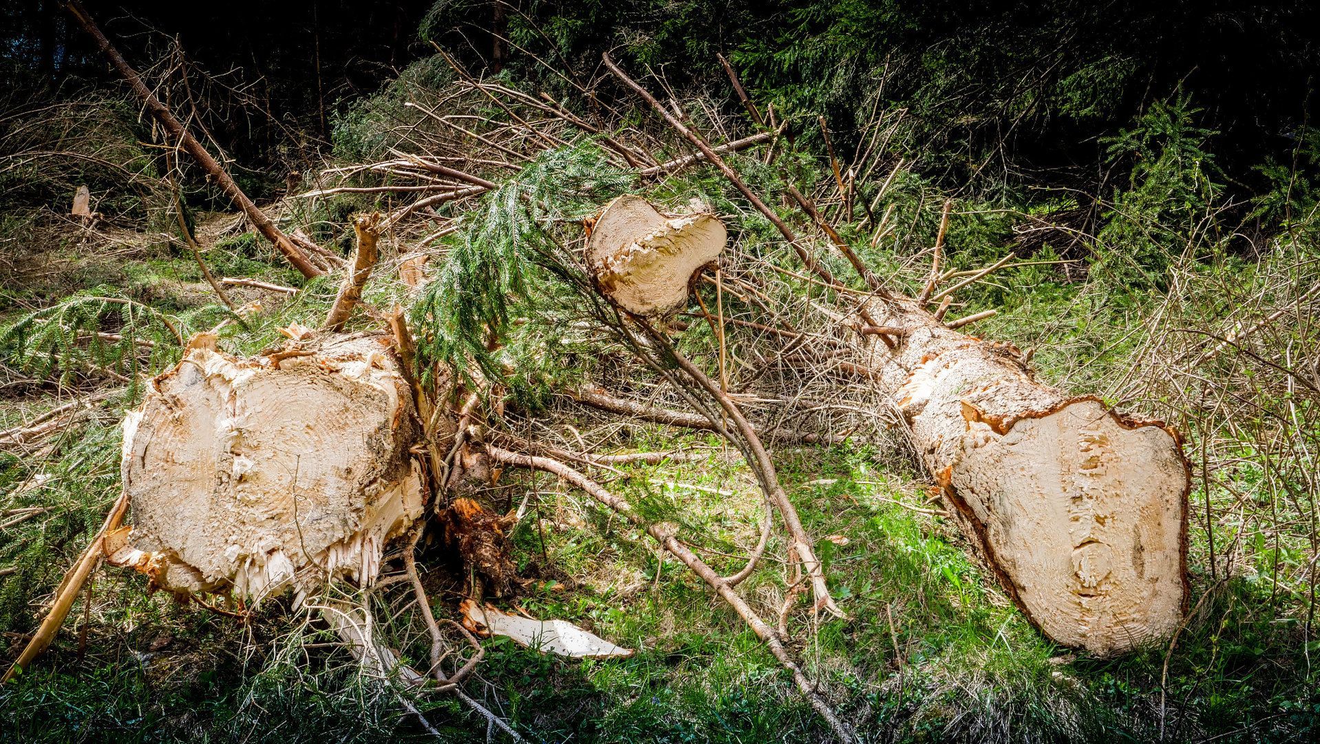 Équipement forestier pour pelles avec capacité de coupe jusqu'à 550 mm