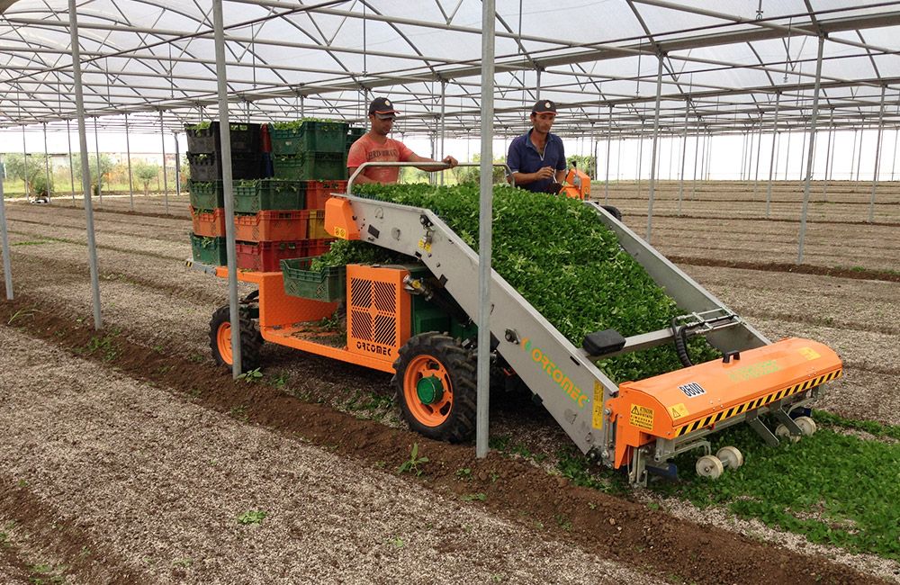 Récolteuse de légumes automotrice 8100 Herbex - Ortomec SRL - largeur de la tête de récolte 130 à 180 cm_4