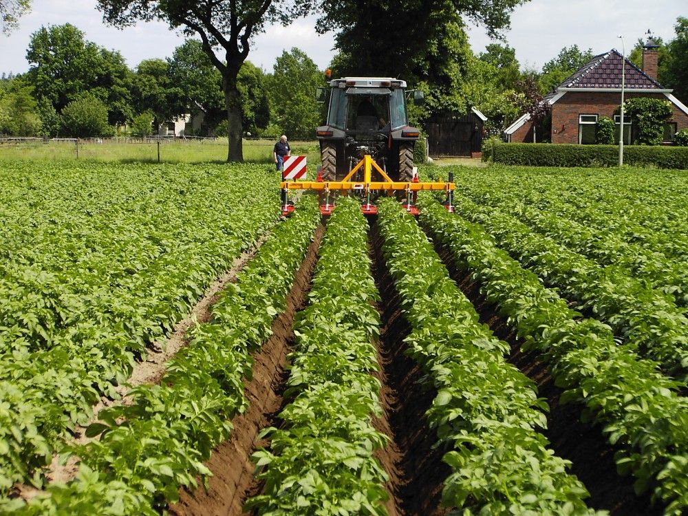 Outil ZIBO pour améliorer la conservation des pommes de terre en été