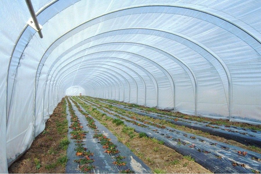 Serre tunnel Val de Loire à pied droit - Longueur 10 m - Pro 5 m_4