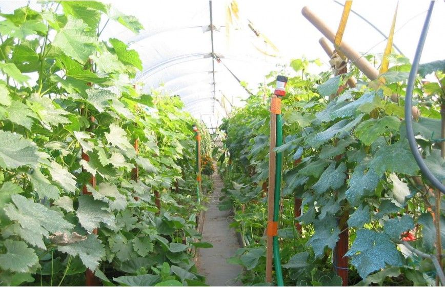 Serre de jardin idéale pour les collectivités - FLANDRES_4