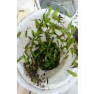 Safeskim - pré-filtres d'eau - safe skim' - capacité de filtration : 250 microns_4