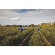 9090X Olive New Holland - Machine à vendanger avec convoyeur latéral et bennes en acier inoxydable 2000L_4