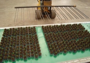 Buffer Javo - Convoyeur de tri pour pots et plateaux avec tapis haut de gamme et robots intégrés_4