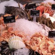 Machine à glace en grains/nuggets MAJA NAC 440 CO2 - 440 kg/24h avec nettoyage automatique intégré_4