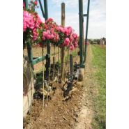 Bineuse pour pépinières et plantes aromatiques