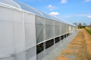 Serre pour culture maraîchère avec grand volume d'air