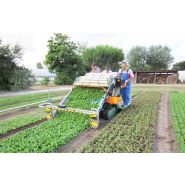 Récolteuse de légumes 7000 foglia - ortomeca srl - largeur de tête de récolte 130 à 180 cm - moteur 25 hp_4