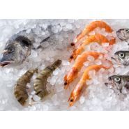 Machine à glace en grains/nuggets MAJA NAC 970 L R452A - 970 kg/24 h (40 kg/1 h) avec système auto-nettoyant_4