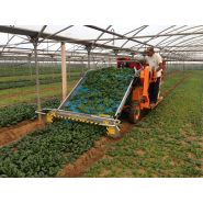 Récolteuse de légumes automotrice 8100 Foglia - Ortomec SRL - largeur de tête de récolte 130 à 180 cm_4
