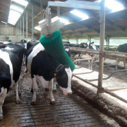 Brosse rotative verticale pour le nettoyage, le soin de la peau et le pelage de la vache - AGRICOW_4