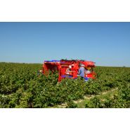 Récolteuse Weremczuk adaptée à la transformation et réfrigération des fruits
