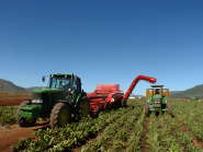 Polyvalence d'arrachage pour pommes de terre et autres légumes