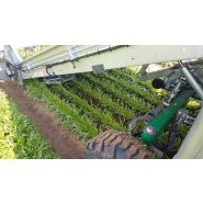 Récolteuse de persil optimal green line 2 - ortomec srl_4