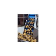 Éplucheuse industrielle Tecnocean - carottes et pommes de terre - cycle d'usinage 90-120 s_4