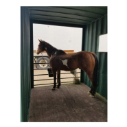 Box à chevaux container - espace supplémentaire pour chevaux de grande taille_4