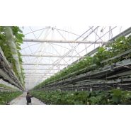 Serre Asy-starter pour des récoltes plus saines et productives