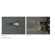 Nikon SMZ1270/1270i - Stéréomicroscope avec zoom 12,7x, optique apochromatique et fonctions intelligentes_4