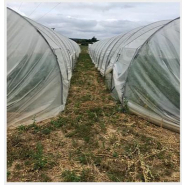 Serre tunnel large avec options d’ancrage renforcé