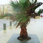 Entourage d'arbre en béton TV avec forme carrée - Ciment Blanc et gris - TV 120 120 x 120 x 8 cm - TV 160 160 x 160 x 8 cm_4