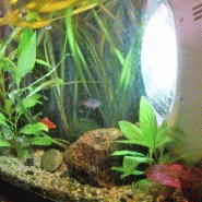 Projecteur LED blanc naturel 35W extra-plat pour piscine - étanche IP68 - 3000 lumens_4