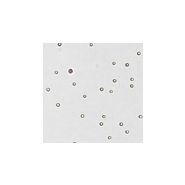 Auto 1000 - appareil de comptage cellulaire multifonction avec écran tactile - ESBE Scientifique - dimensions : 9 lbs_4