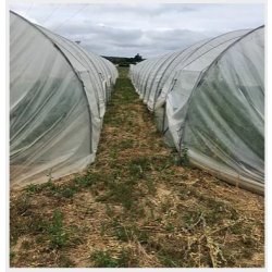 Serre tunnel pour maraichers - Largeur 4m50 - Hauteur 2,60m - Natural