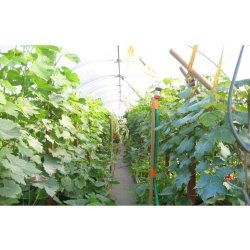 Serre de jardin idéale pour les collectivités - FLANDRES