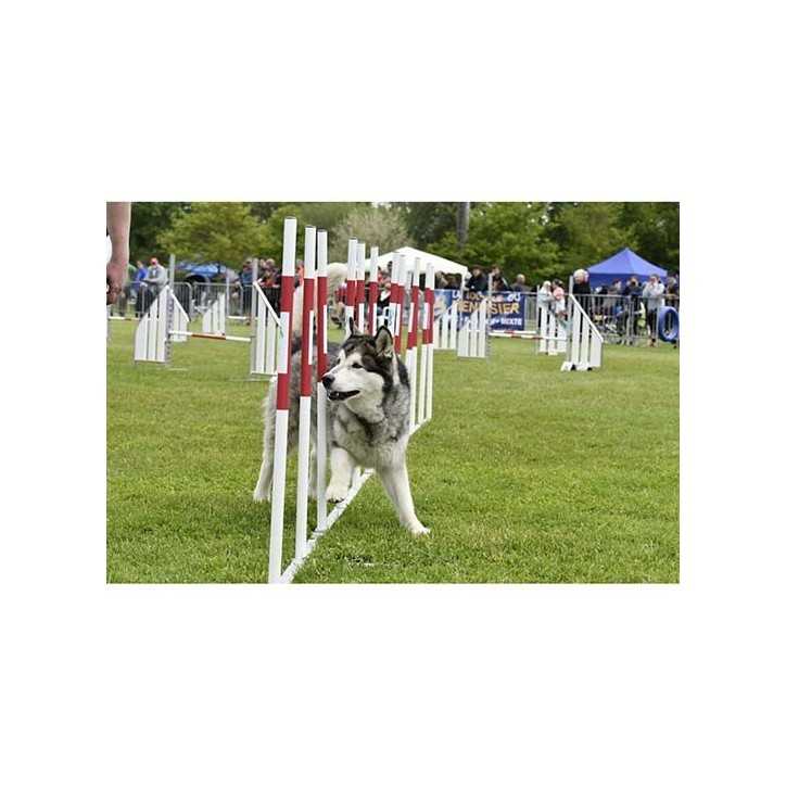 Parcours agility pour chien - Parcours complet Initiale avec passerelle, palissade, balançoire et équipements antidérapants_0