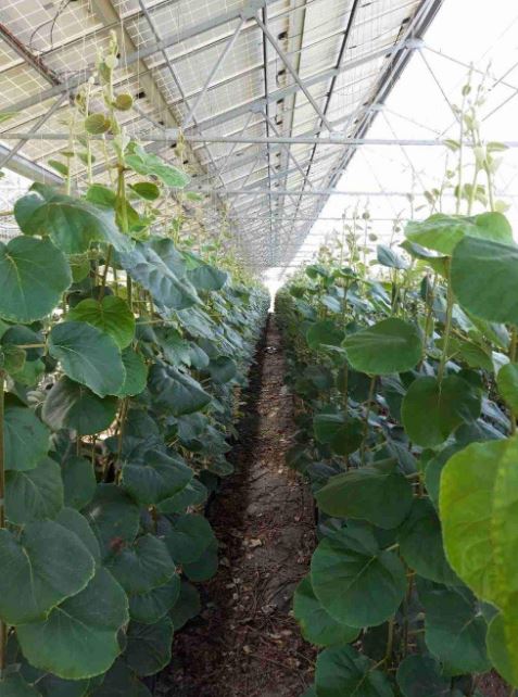 Serre photovoltaïque à faîtage droit et double pente - Multisunart_5