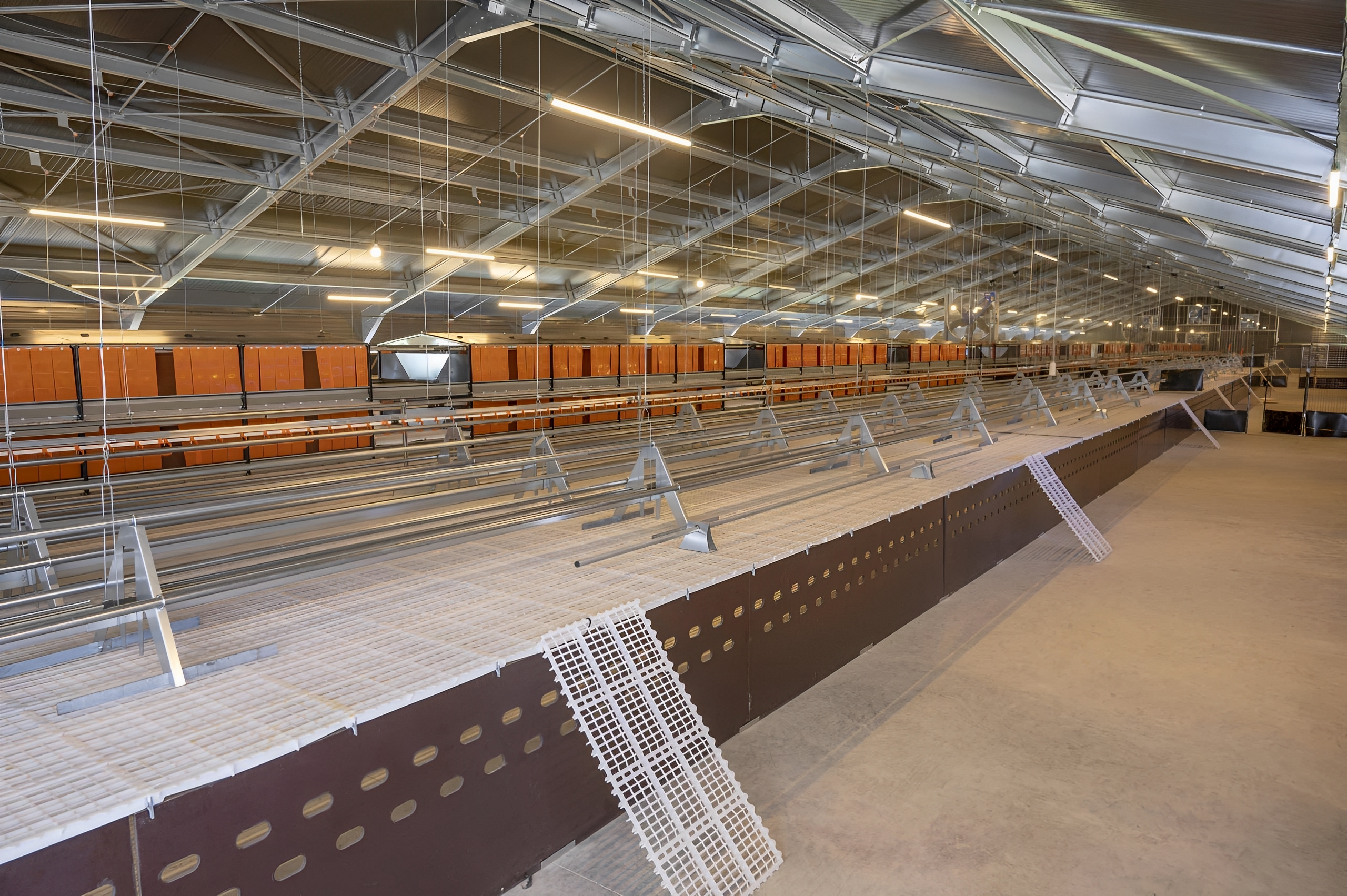 Construction équipée pour élevage intensif de poules pondeuses