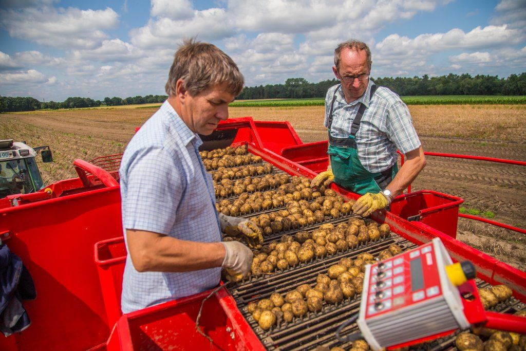 Équipement polyvalent Grimme SE 260 pour récolte de légumes et pommes de terre