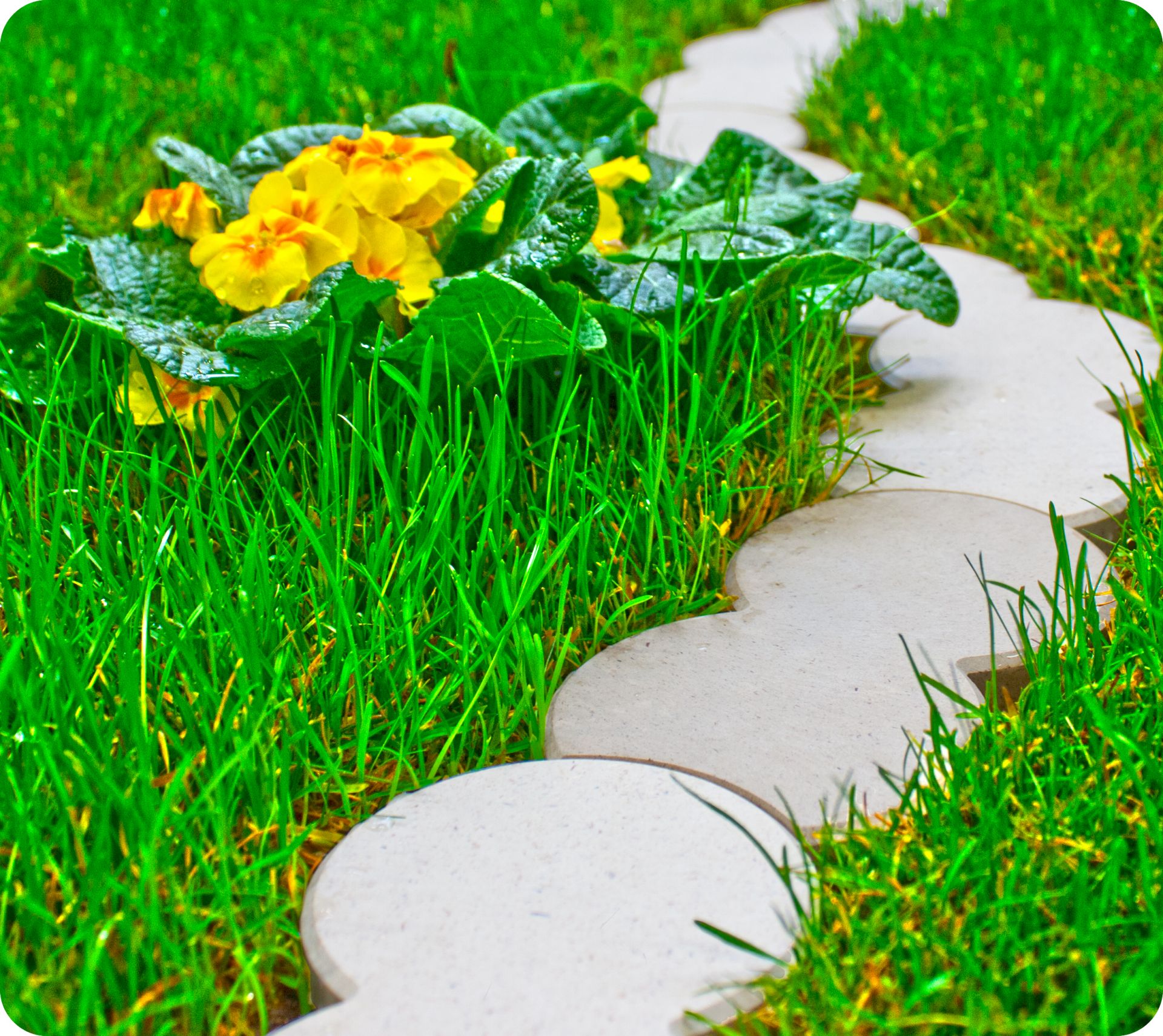 Bordure de pelouse bio_5