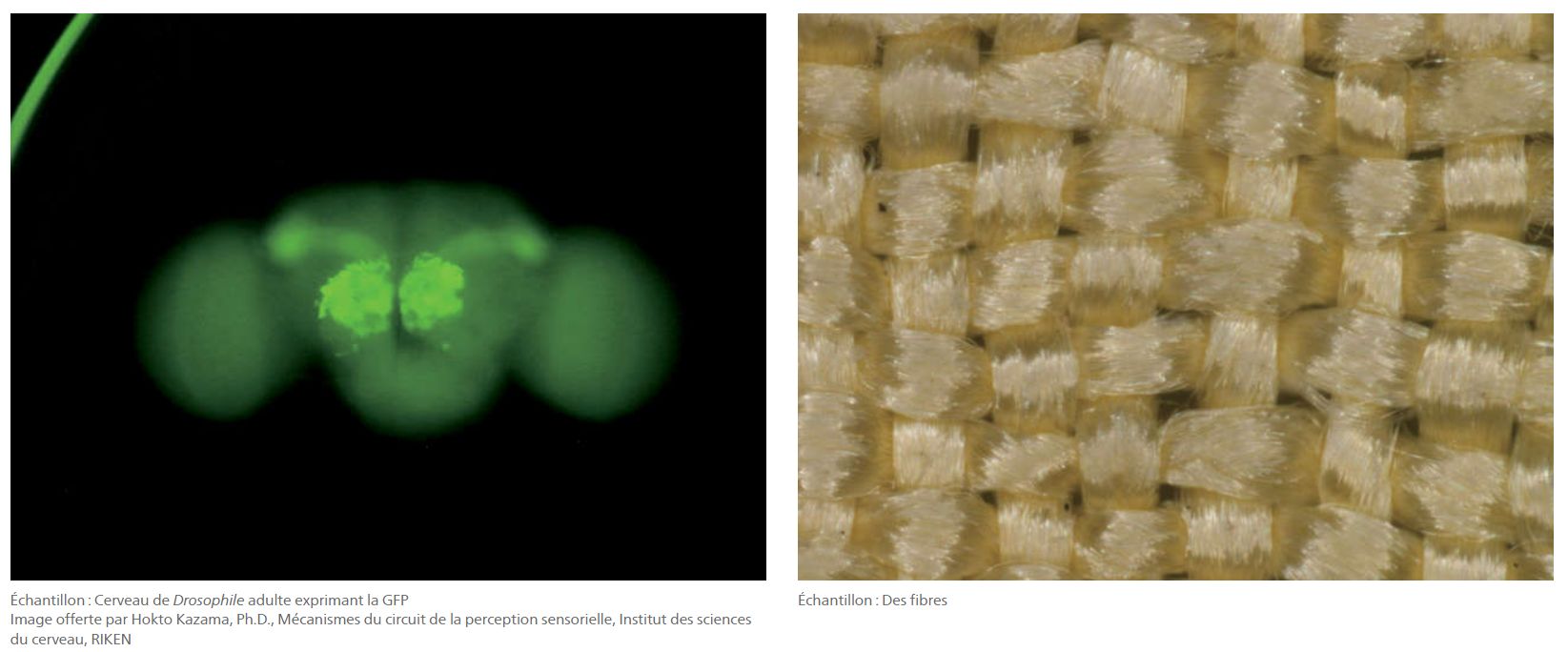 Nikon SMZ1270/1270i - Stéréomicroscope avec zoom 12,7x, optique apochromatique et fonctions intelligentes_5