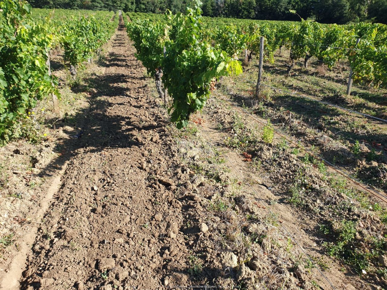 Déchaumeur à disques indépendants pour la vigne, les vergers et le maraîchage - Agroland WINEDISC_5