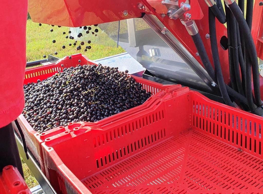 Récolteuse de fruits avec plateforme de réception en caisses