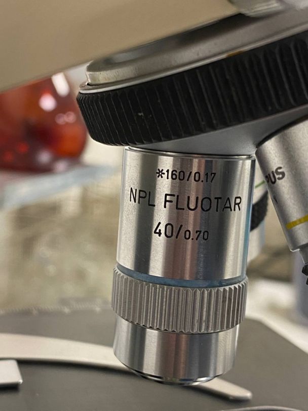 Microscope de laboratoire d'occasion BH-2 Olympus - Référence P2212-1958, avec 4 lentilles incluses_5