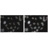 Caméra monochrome pour microscopie avec résolution de 14 bits et faible courant d'obscurité