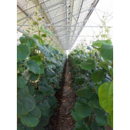 Serre photovoltaïque à faîtage droit et double pente - Multisunart_5