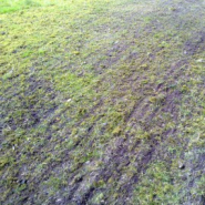 Herse 1.4 M tractable Jansen_5