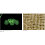 Nikon SMZ1270/1270i - Stéréomicroscope avec zoom 12,7x, optique apochromatique et fonctions intelligentes_5