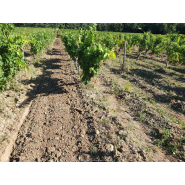 Déchaumeur à disques indépendants pour la vigne, les vergers et le maraîchage - Agroland WINEDISC_5