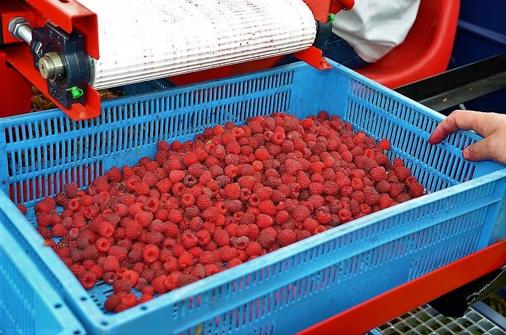 Récolteuse de framboises JAREK 5R - Jagoda JPS, avec système de nettoyage et tête spéciale_6