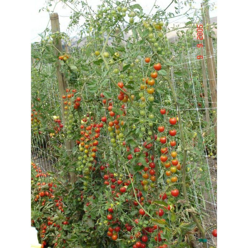 Filet à ramer/tuteurer - 1.70m, 1000m_6