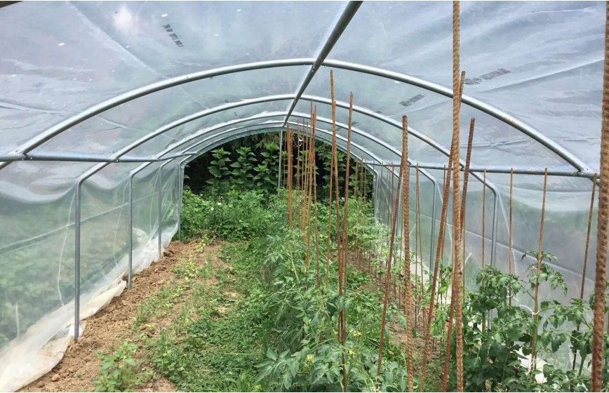 Serre à tomates avec une ventilation optimale et permanente idéale pour la protection des cultures contre les intempéries - 3 à 12 m de long_6