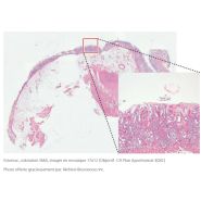 Digital Sight 10 - Caméra Nikon avec capteur CMOS FX, résolution 6K et haute sensibilité_7