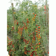 Filet à ramer/tuteurer - 1.70m, 1000m_6