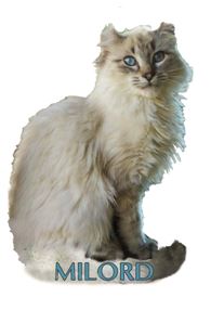 Magnet miniature sur mesure - MDF, impression quadrichromie et finitions or/argent - Fabriqué en France_7