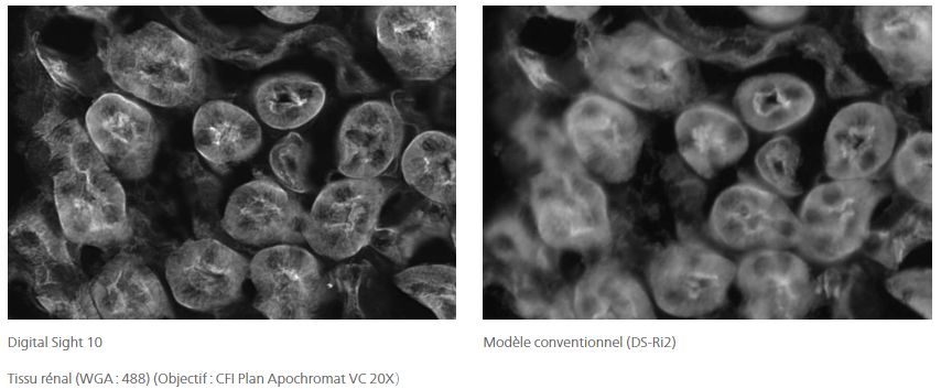 Digital Sight 10 - Caméra Nikon avec capteur CMOS FX, résolution 6K et haute sensibilité_8