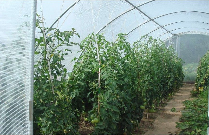 Serre de jardin avec aérations latérales et pieds droits de  0,50 m de haut - GOTHIQUE_7